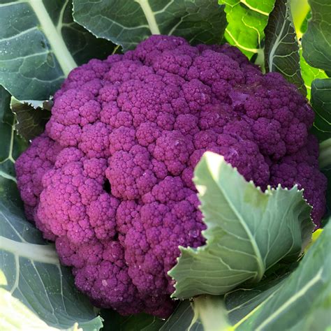 Cauliflower - Purple