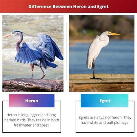 Heron vs Egret: Difference and Comparison