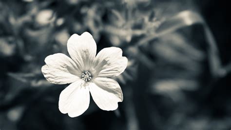 Black and White Flowers wallpaper | 1920x1080 | #51495