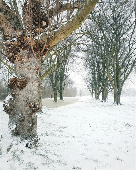 Winter in the Netherlands