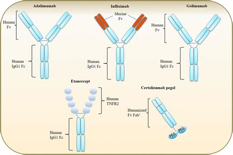 Tnf Structure