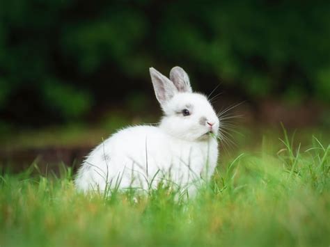 How Rare Are Albino Rabbits? - Rabbits Life