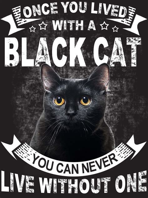 Once you lived with a Black Cat #cats #blackcat #catlovers # ...