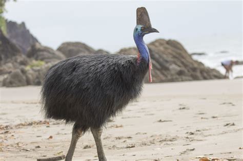 Southern Cassowary (Casuarius casuarius) · iNaturalist