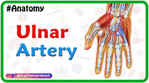 Ulnar artery Anatomy Animation : Course, Branches, Clinical aspects ...