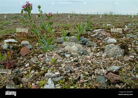 Little Ringed Plover nest with 3 eggs and two chicks Stock Photo - Alamy