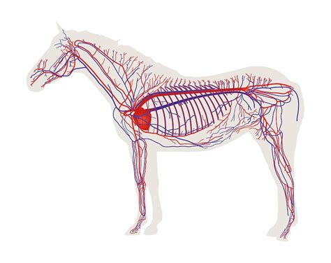 Equine Circulatory System Photograph by Samantha Elmhurst/science Photo ...