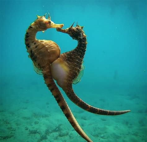 7 Wild Facts You May Not Know About Seahorses - Ocean Conservancy