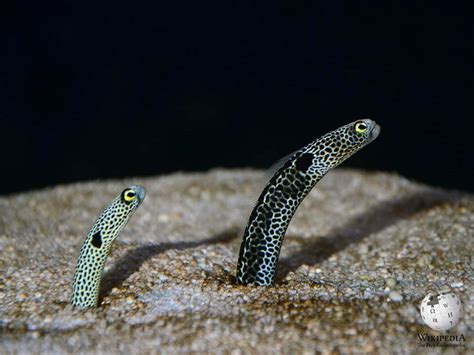 Spotted garden eel - Moalboal Reef Species