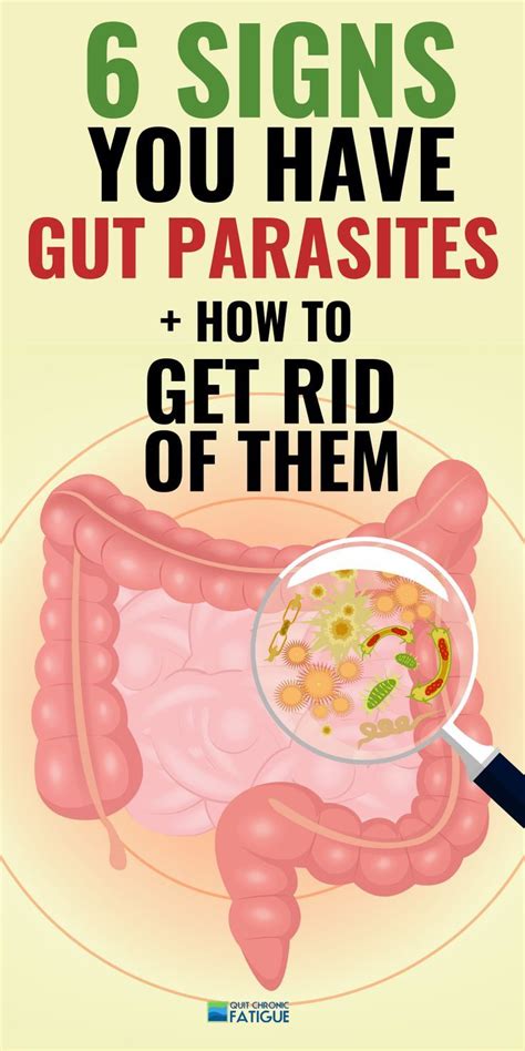 Stomach Parasites Symptoms [and how to get rid of them] - Quit Chronic ...