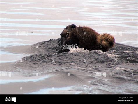 Sea otter mom and pup Stock Photo - Alamy