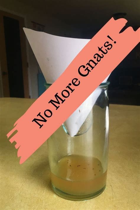 Gnats be gone! Make this DIY Gnat trap and say goodbye to gnats in your ...