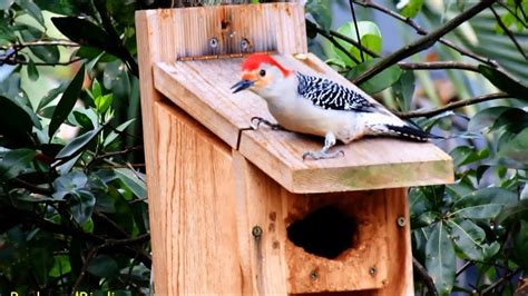 Red Bellied Woodpecker Inspects Nest Box - YouTube