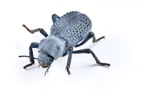 Top 10 Best Pet Beetle Species for Beginners (With Pictures) | ThePetFAQ