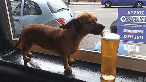 Beer Animated GIF | Funny dogs, Animals, Dog beer