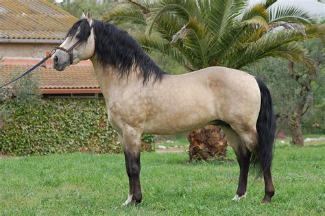 EL RETOÑAL: EL CABALLO LUSITANO