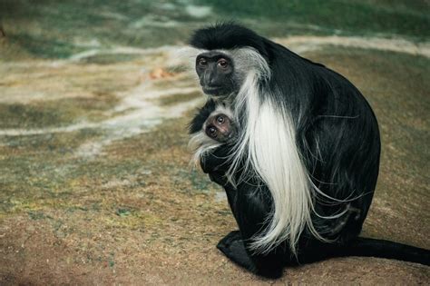 7 Things You Didn't Know About The Colobus Monkey | AFKTravel