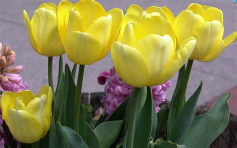 Yellow Tulips, flowers, spring, tulips, lovely, HD wallpaper | Peakpx