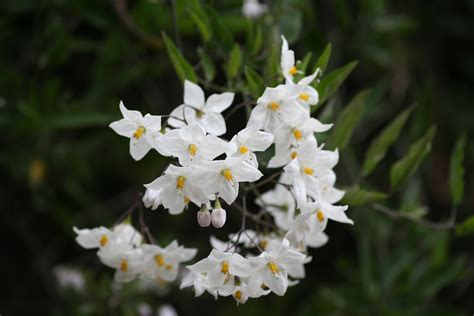 Friday Flowers- Small White Flowers – Travel Tales from India and Abroad