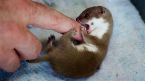 Baby Weasel Playtime | Weasels: Feisty & Fearless | BBC Earth - YouTube