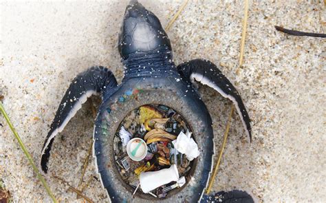 Stunning Images Expose The Horrific Impact Of Plastic Trash On Marine ...