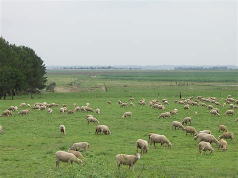 File:Gauteng-Sheep Farming-001.jpg - Wikipedia