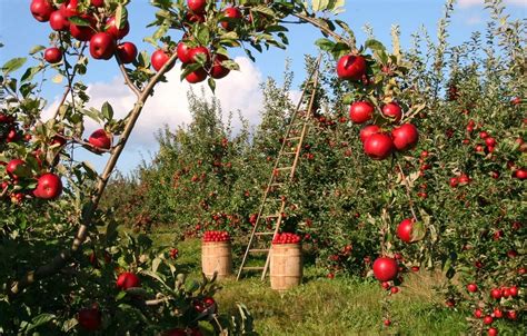 Apple Picking Season: 4 Best Apple Orchards in the US | Nature World News