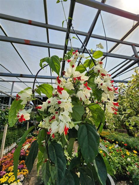 A Climbing Plant Called Clerodendrum Thomsoniae Has Panicles of Crimson ...