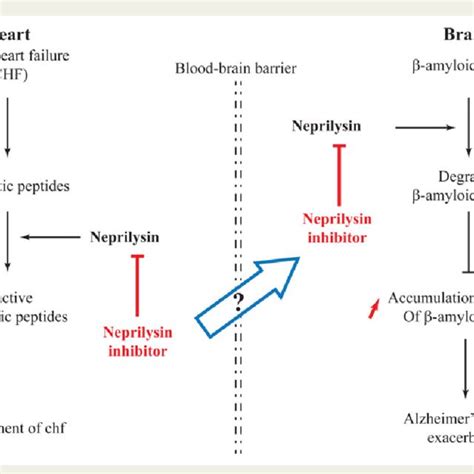 (PDF) Neprilysin, cardiovascular, and Alzheimer's diseases: The ...