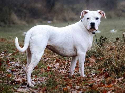 Dogo Argentino Cane Corso Mix