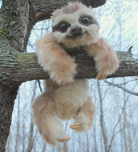 Sloth baby hanging on a tree | Cute baby animals, Cute little animals