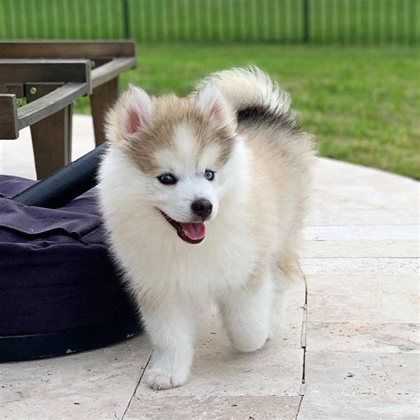 Pomsky Dog Breed Information & Pictures | Pomeranian Husky Mix | Pomsky ...