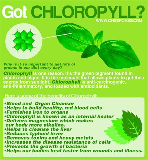 Liquid Chlorophyll Benefits - Chlorophyll Liquid Drops 100 Natural ...