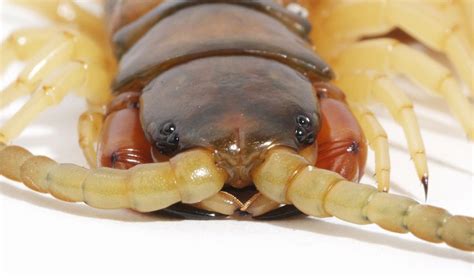 Centipede venom as strong as its pincers - Australian Geographic ...