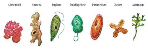 3. Kingdom Protista | Protists, Life science, Science and nature