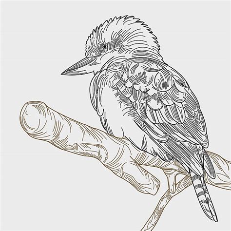 Kookaburra Clip Art, Vector Images & Illustrations - iStock