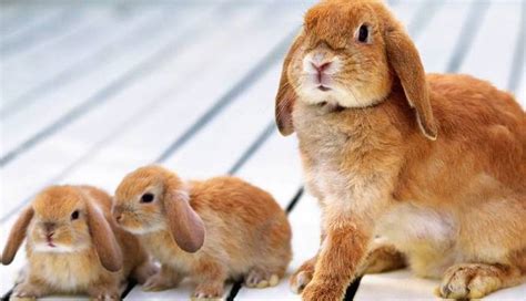 Celebrating Mother's Day: Bunny Moms Gallery - Hop to Pop