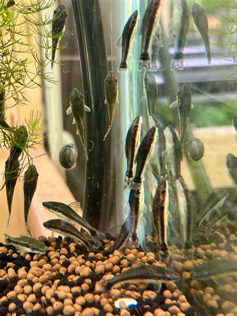 Otocinclus Catfish "The Ultimate Algae Eater" – I Wet My Plants