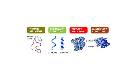 Levels Of Protein Structure Diagram