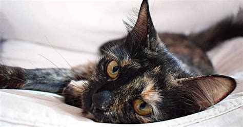 Tortoiseshell Cat Names – 100+ Perfect Ideas! - Find Cat Names