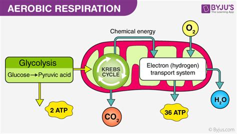 What Is Aerobic Respiration? – Definition, Diagram and Steps