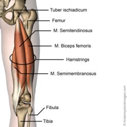 Knee Flexors - Physiopedia