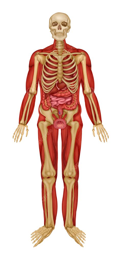 Foto Jaringan Medis Tubuh Manusia Dan Organ Struktur Jaringan Otot ...