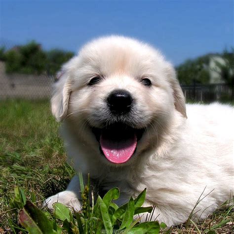 Golden Retriever Puppies Az Breeders