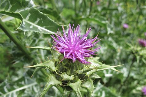 Milk thistle: planting, effects & uses - Plantura