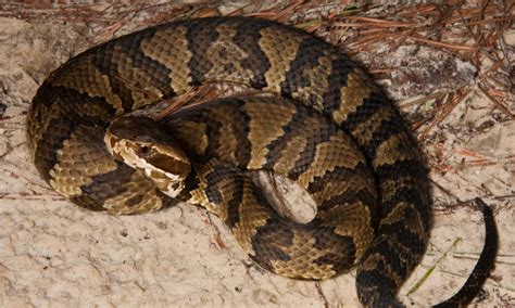 Discover Different Types Of Cottonmouth Snakes - IMP WORLD