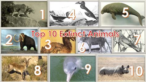 Top 10 Extinct Animals|top 10 extinct animals in the world - YouTube