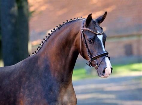 Hanoverian - Pfluftl | Horses, Warmblood horses, Show horses