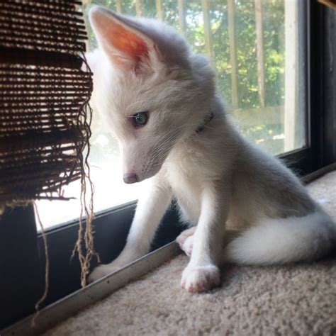 The Internet’s Cutest Snow-White Fox Is Growing Up | Bored Panda