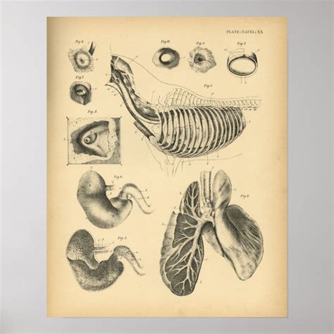 Horse Lungs Chest Anatomy 1908 Vintage Print | Zazzle